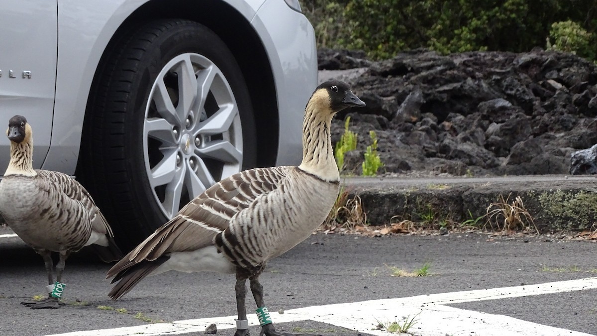 Hawaiian Goose - ML196619171