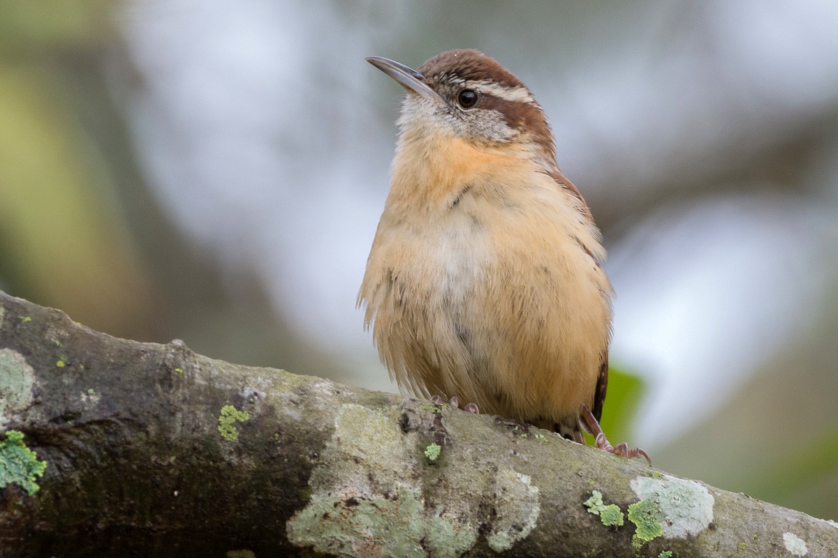 Carolina Wren - Juan Miguel Artigas Azas