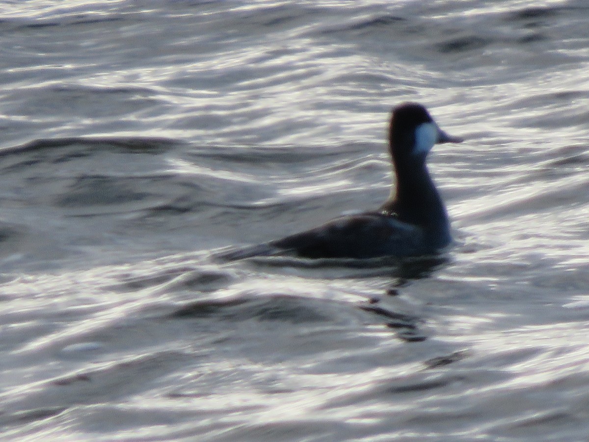 Ruddy Duck - ML196622531