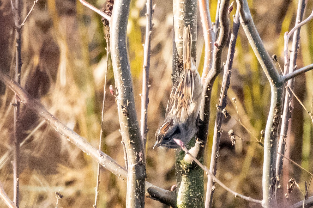 Swamp Sparrow - ML196622781