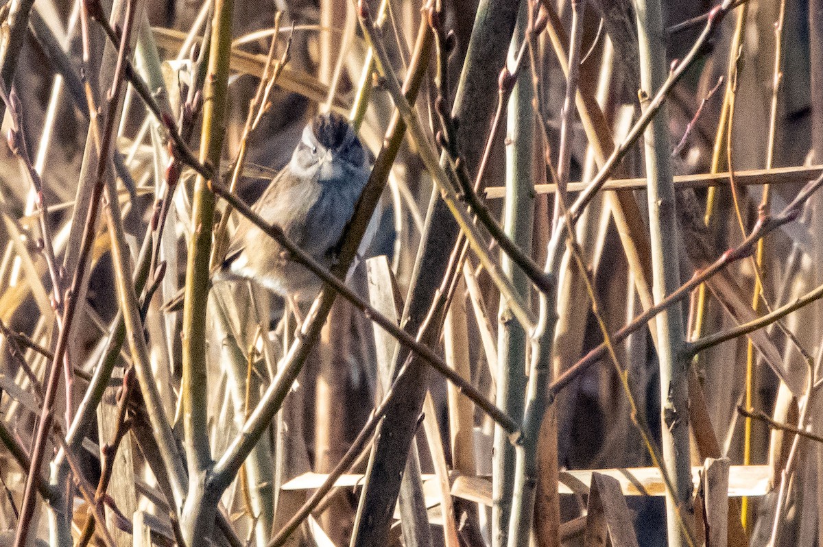 Swamp Sparrow - ML196622801