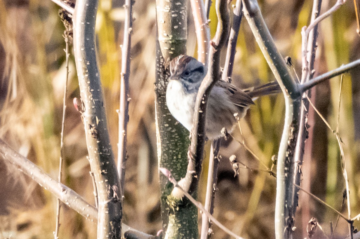 Swamp Sparrow - ML196622821