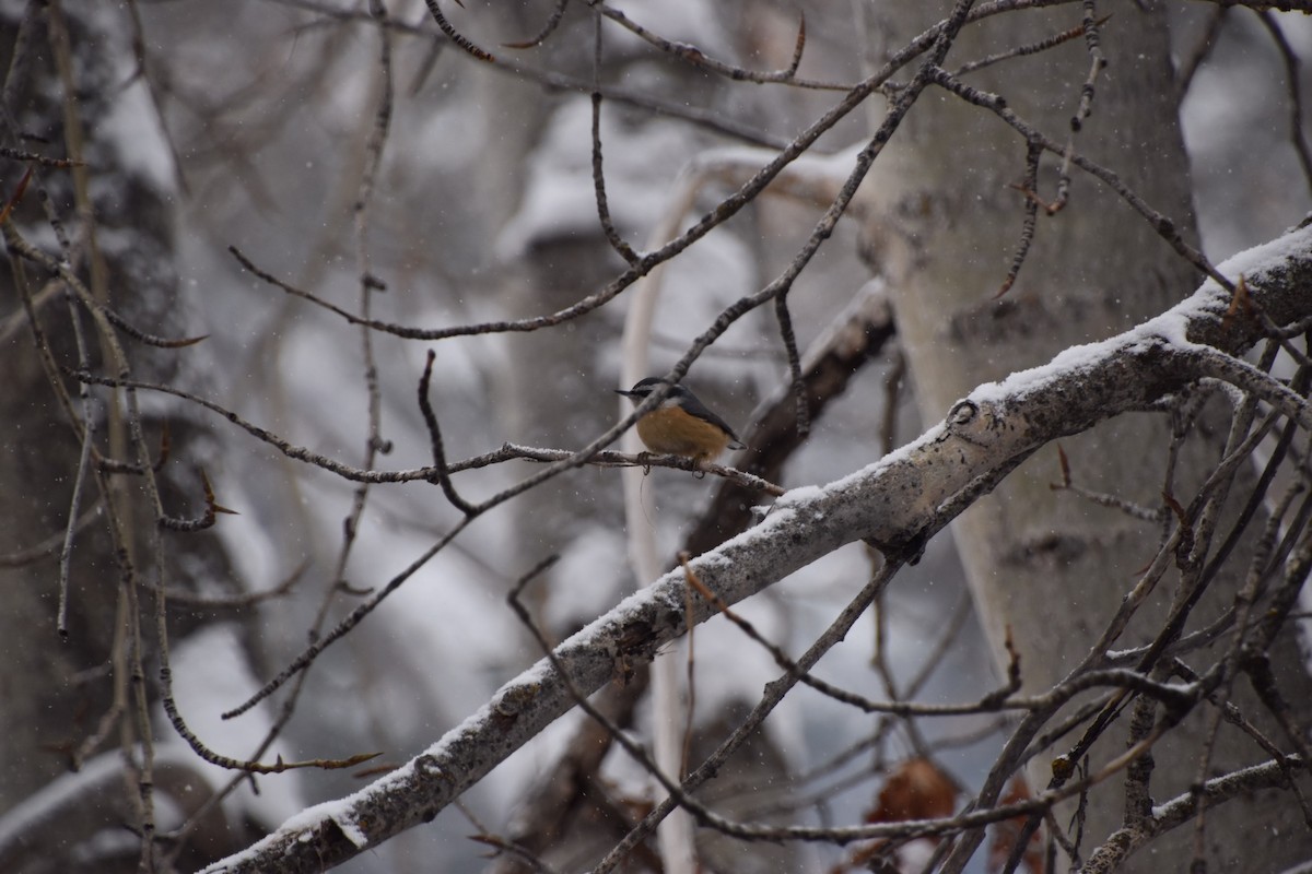 Red-breasted Nuthatch - Gina Correa