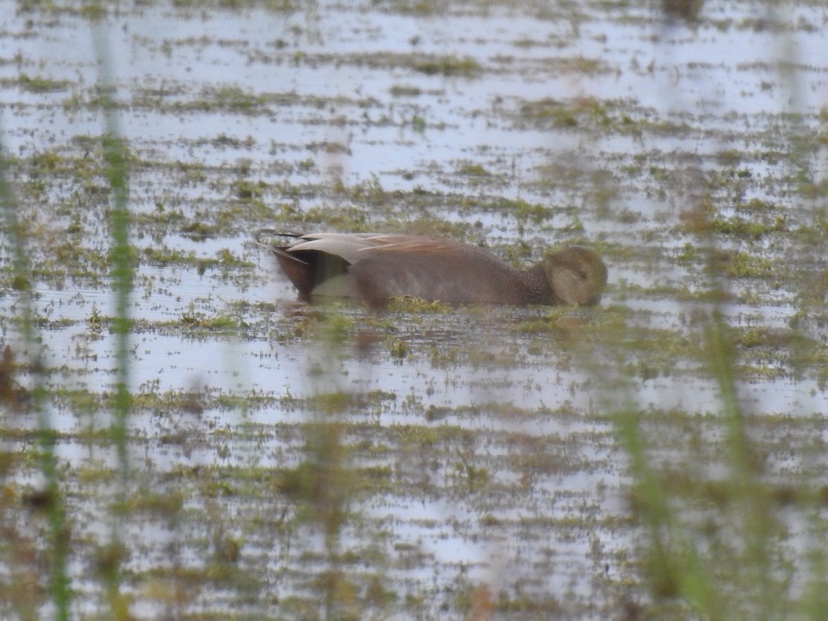 Gadwall - Anonymous