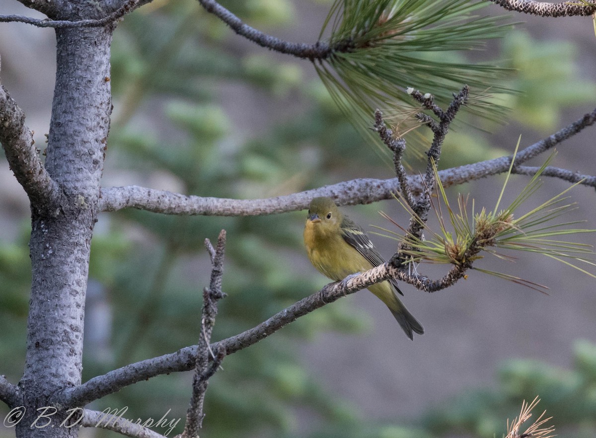 Western Tanager - ML196623131