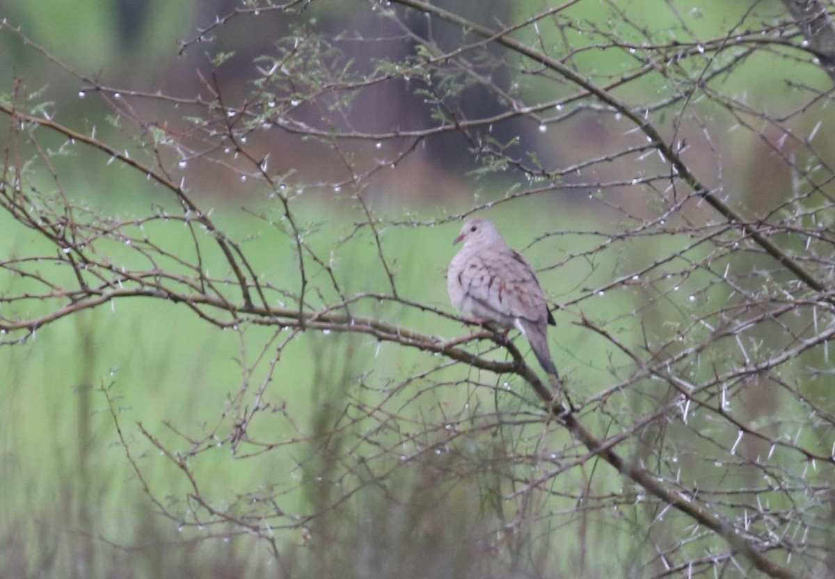 Common Ground Dove - ML196623911