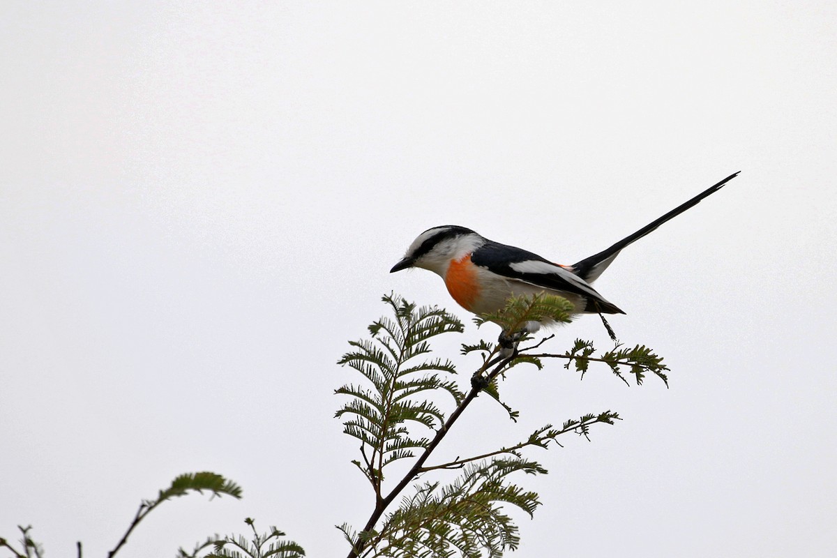 Minivet birman - ML196624041