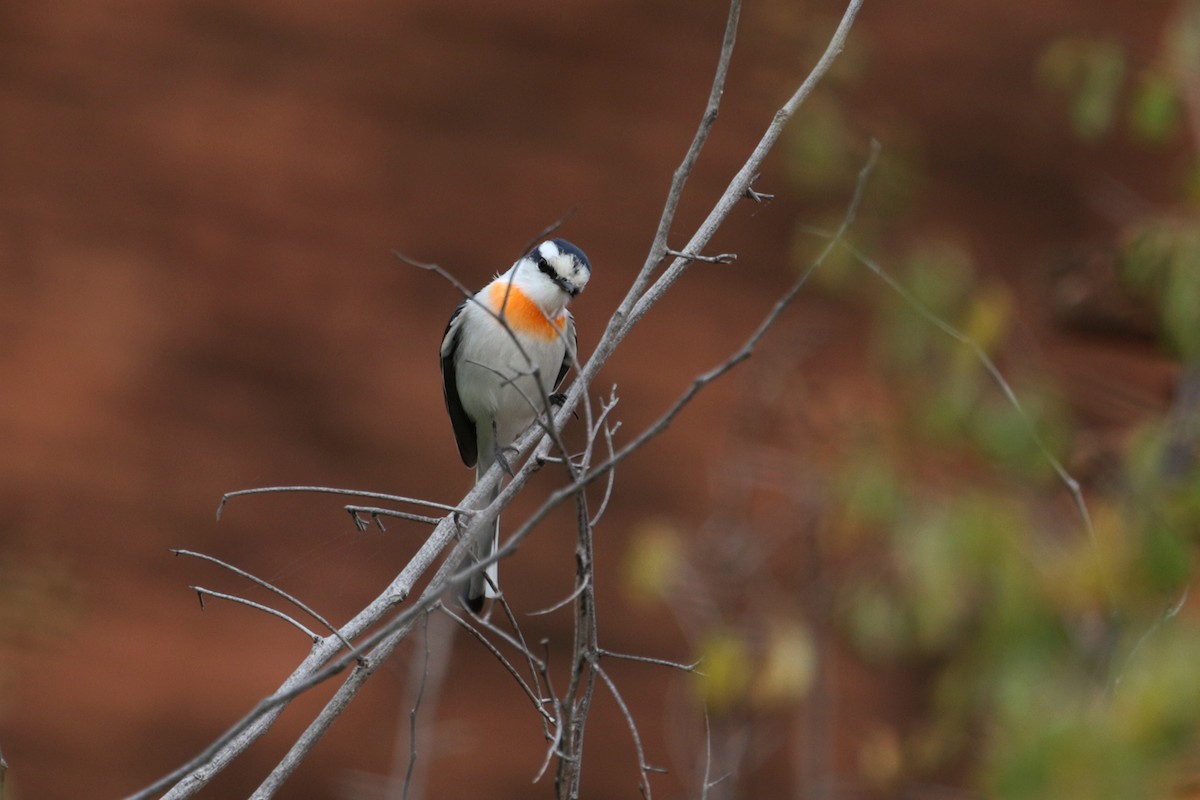 Jerdon's Minivet - Charley Hesse TROPICAL BIRDING