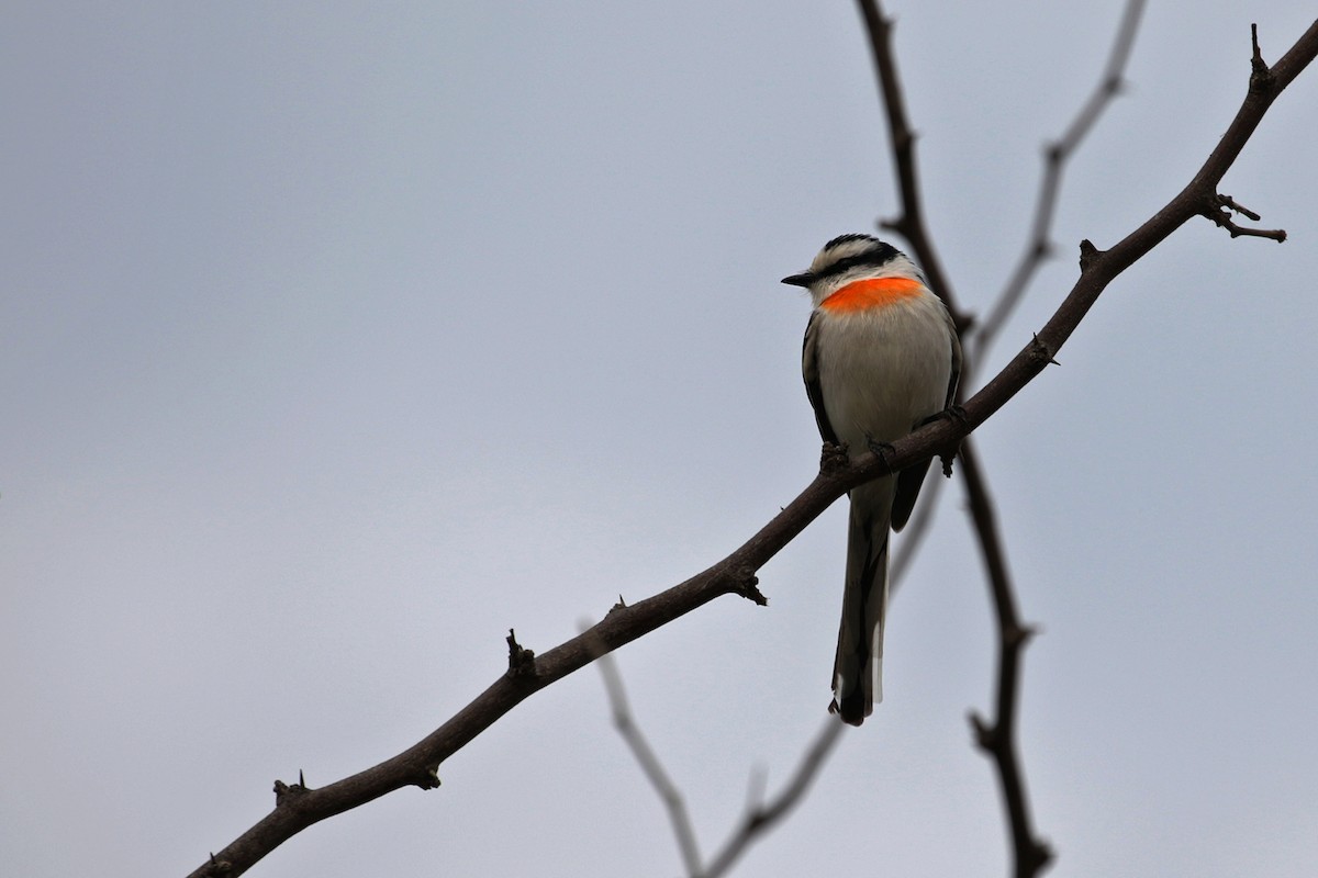 Jerdon's Minivet - Charley Hesse TROPICAL BIRDING