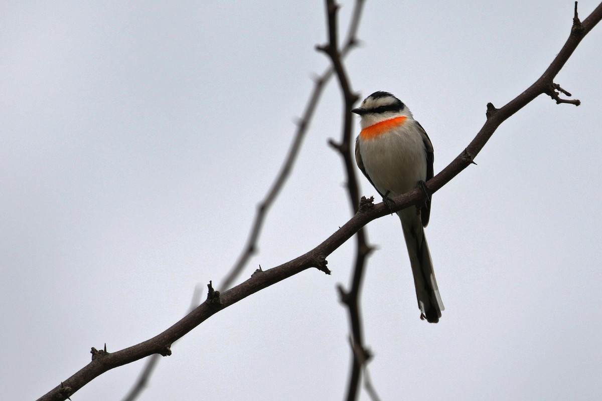 Jerdon's Minivet - Charley Hesse TROPICAL BIRDING