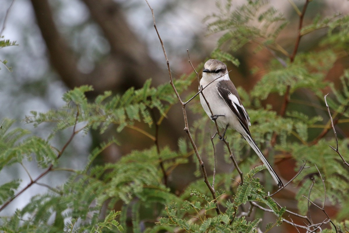 Jerdon's Minivet - Charley Hesse TROPICAL BIRDING