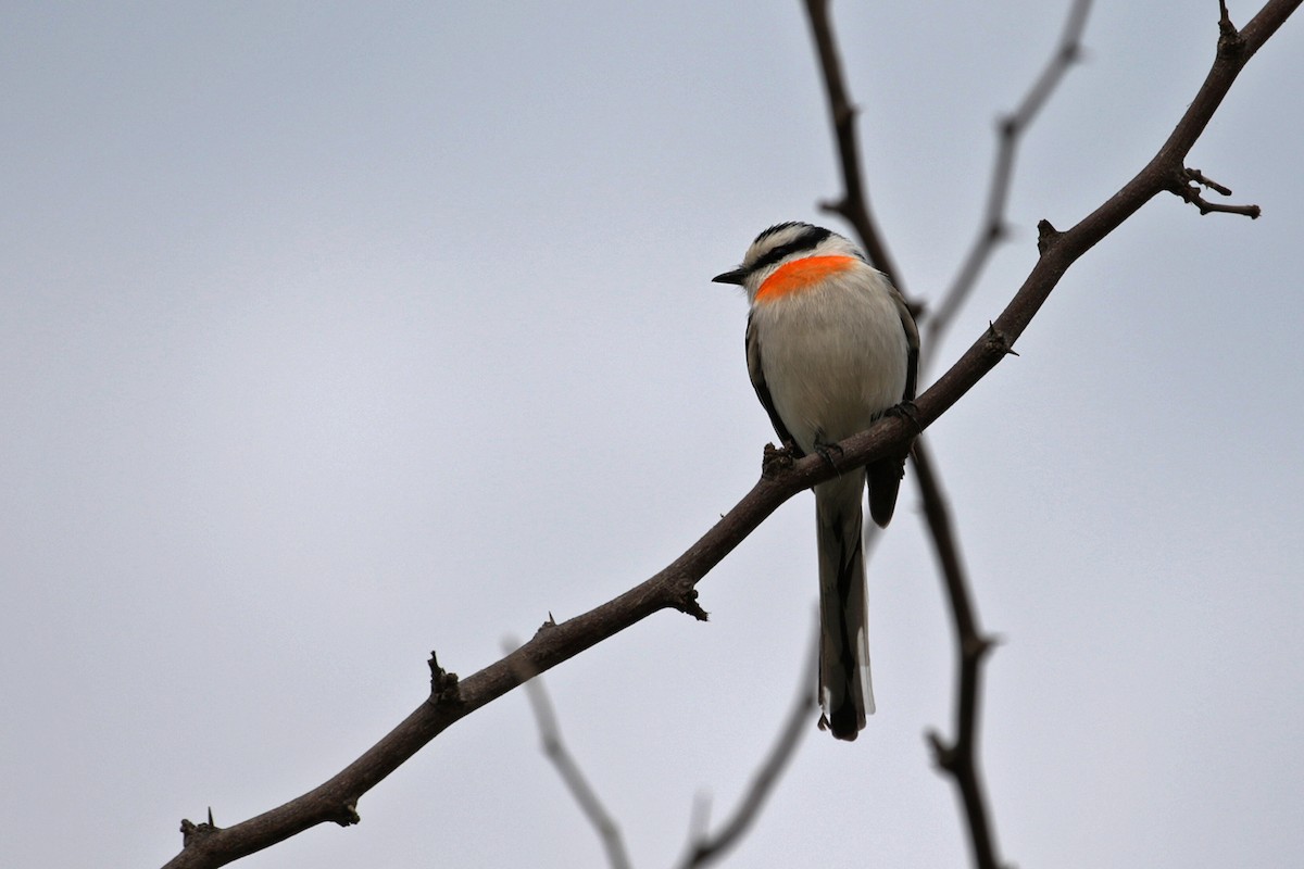 Jerdon's Minivet - Charley Hesse TROPICAL BIRDING