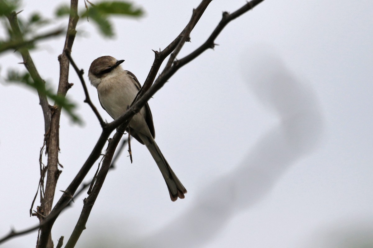 Jerdon's Minivet - Charley Hesse TROPICAL BIRDING