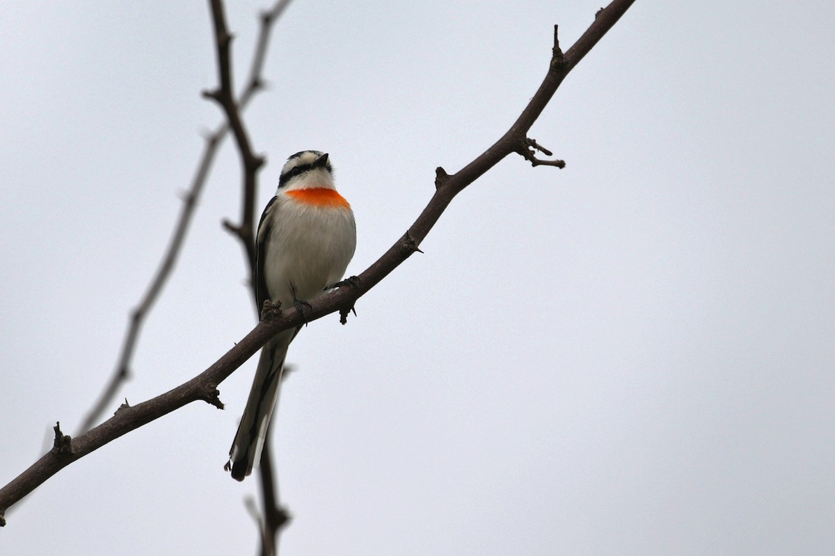 Jerdon's Minivet - Charley Hesse TROPICAL BIRDING