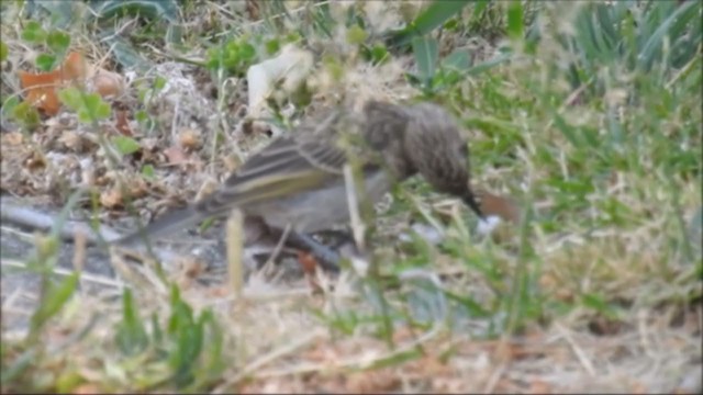 Tawny-crowned Honeyeater - ML196625801