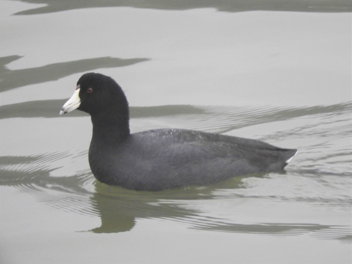 American Coot - ML196626281