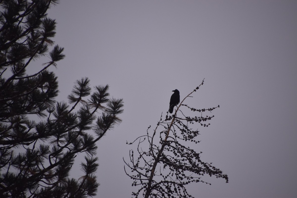 Common Raven - ML196627471