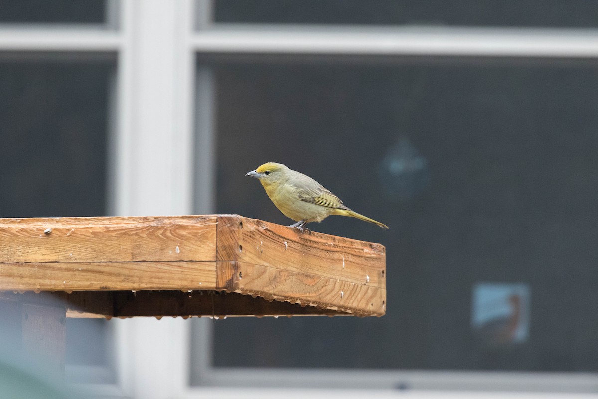 Hepatic Tanager - ML196627931