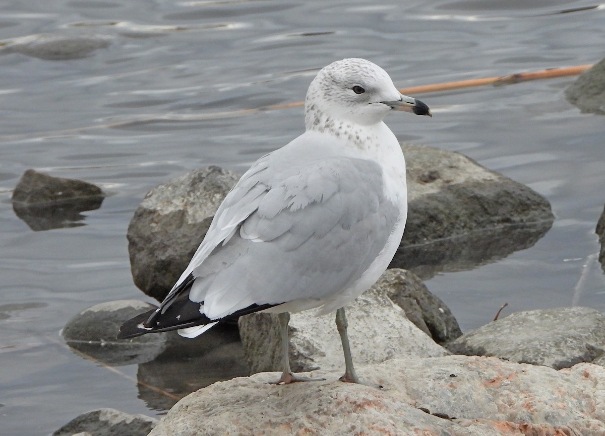 Ring-billed Gull - ML196627961