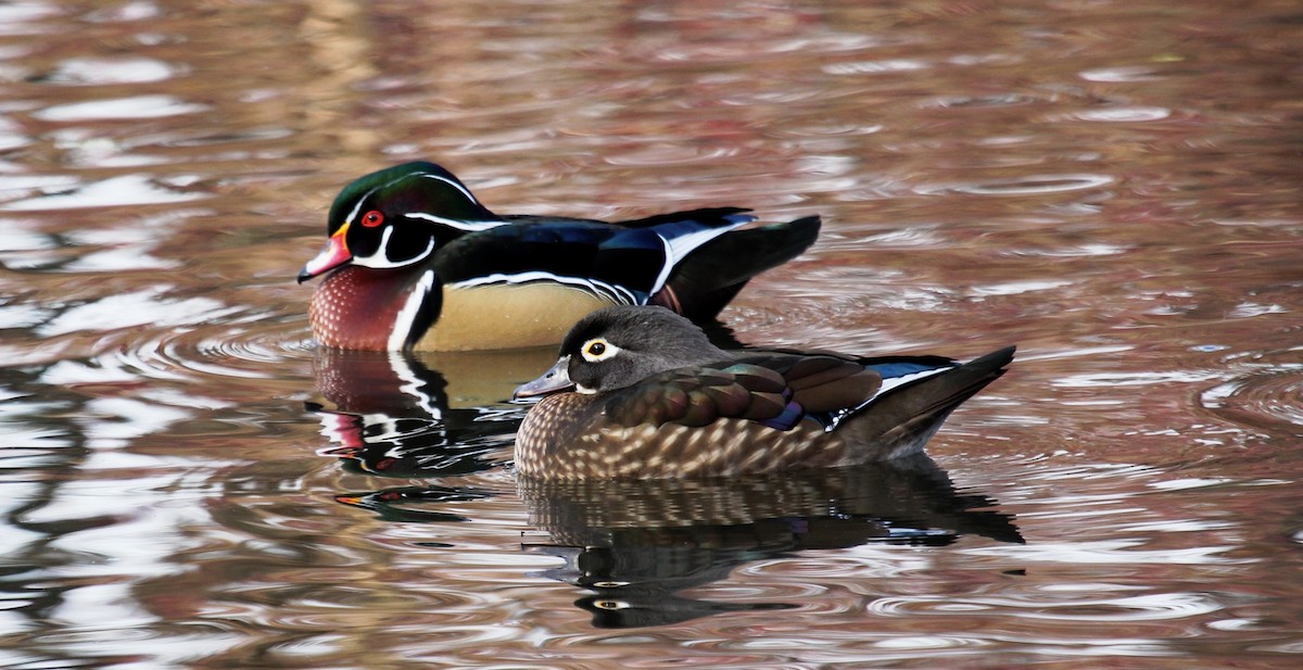 Wood Duck - ML196628771