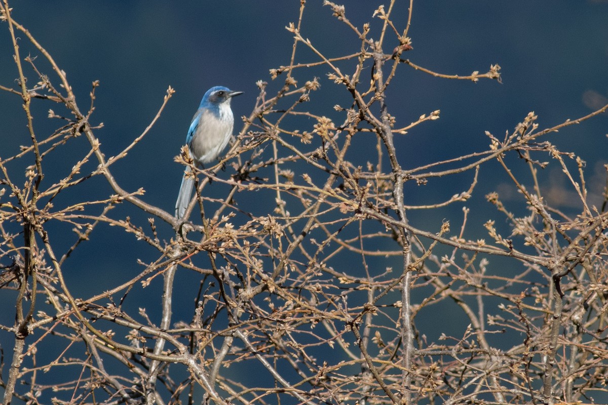 California Scrub-Jay - ML196629701