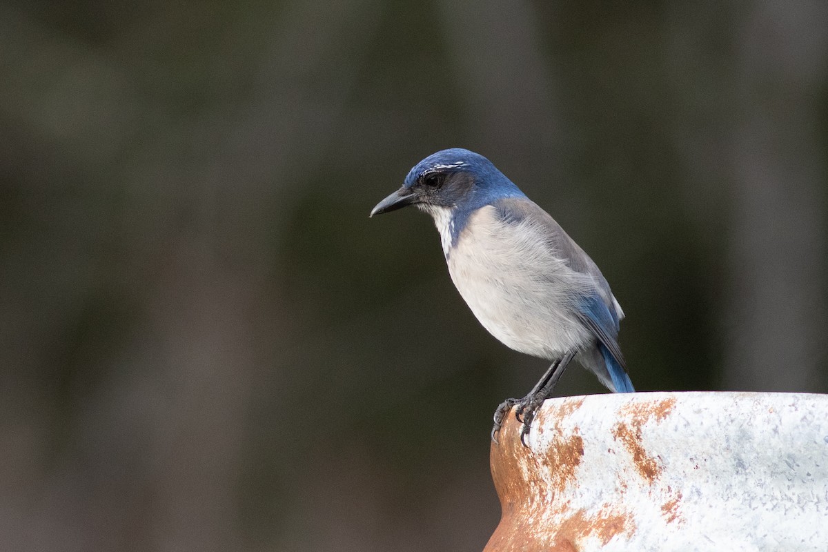 California Scrub-Jay - ML196629741