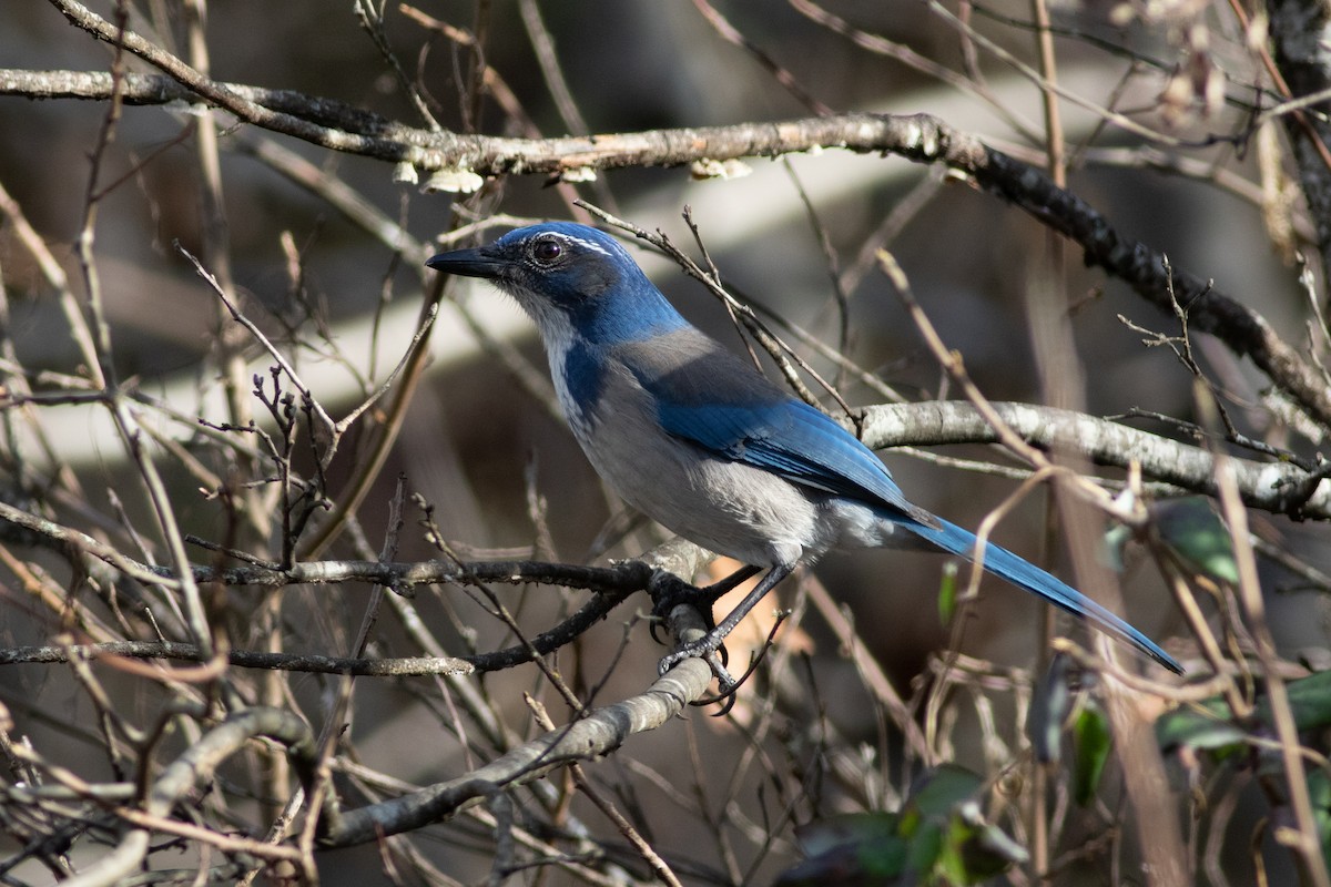 California Scrub-Jay - ML196629771