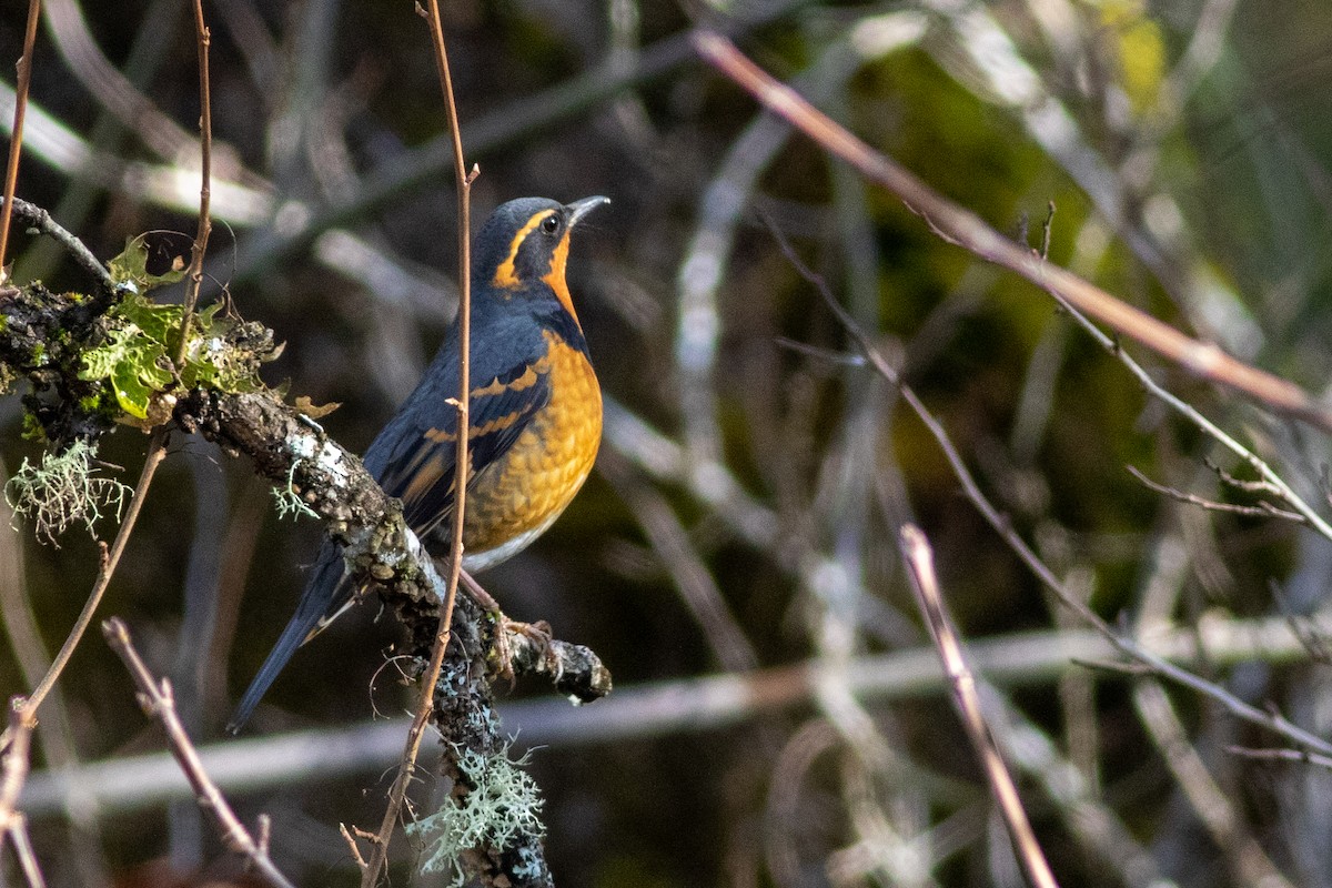 Varied Thrush - ML196629801