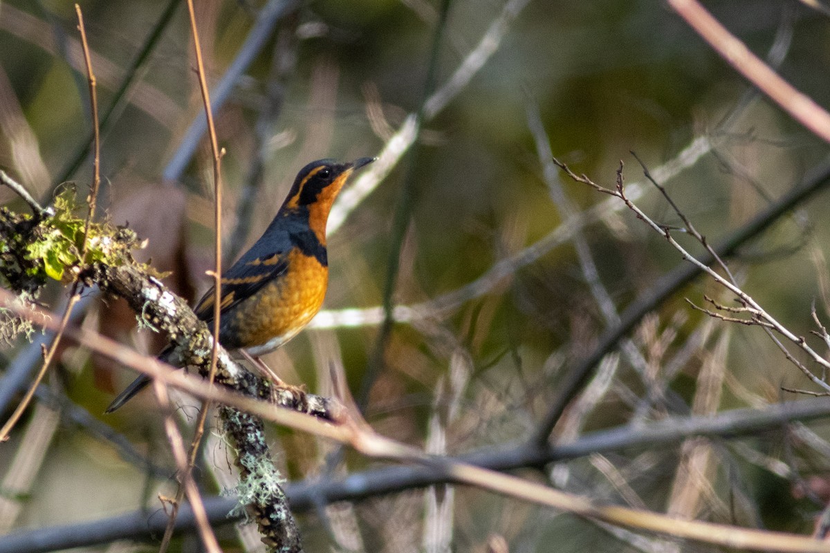 Varied Thrush - ML196629811