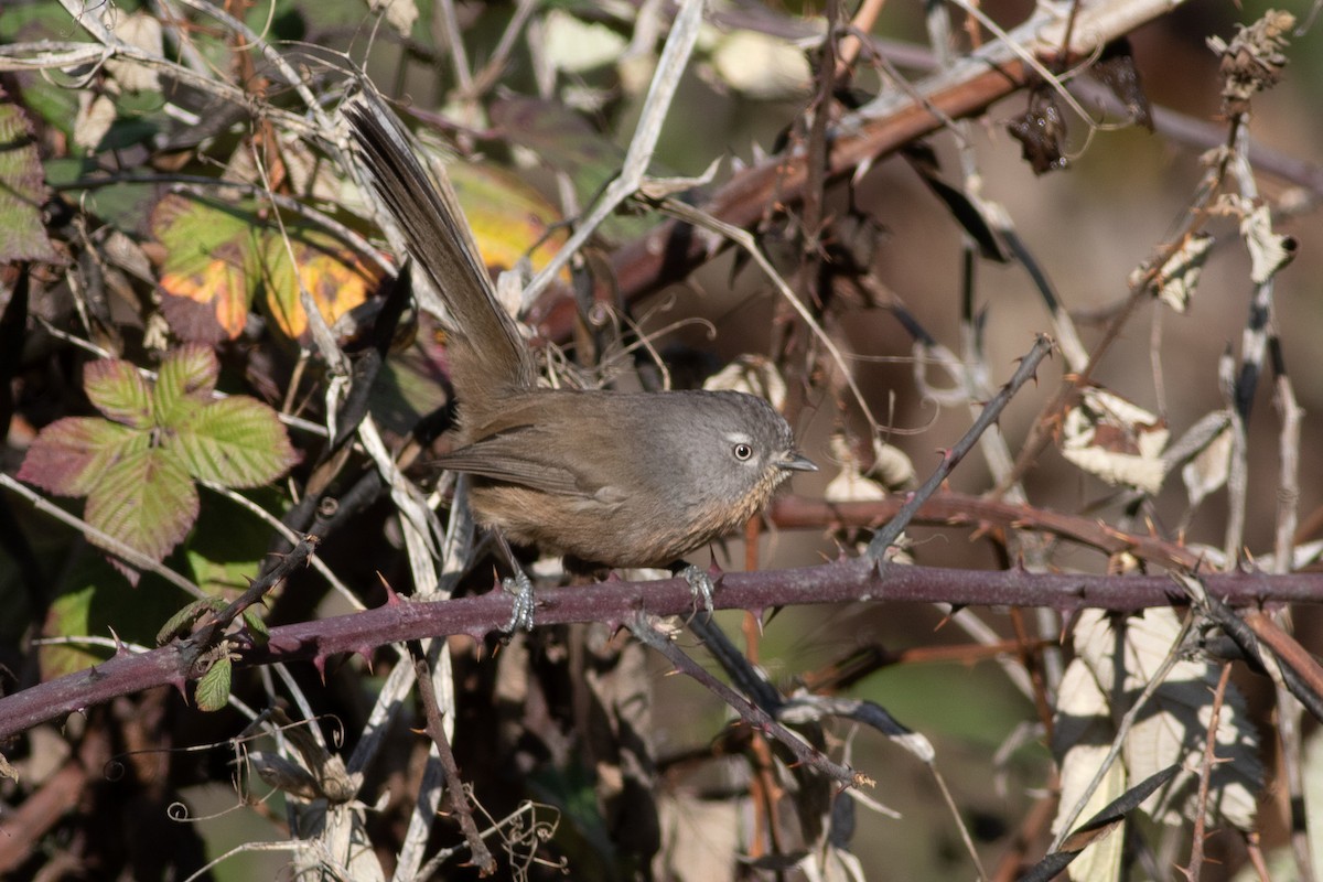 Wrentit - Rob Fowler