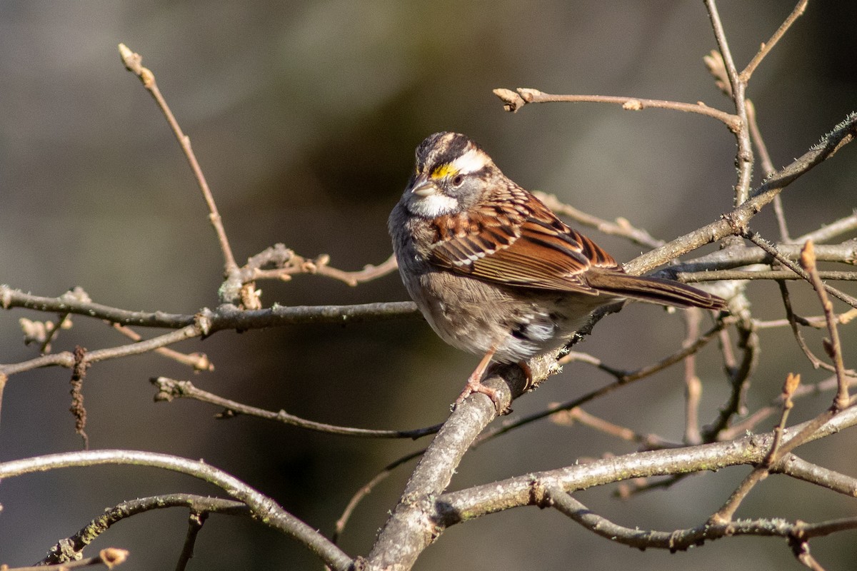 White-throated Sparrow - ML196629921