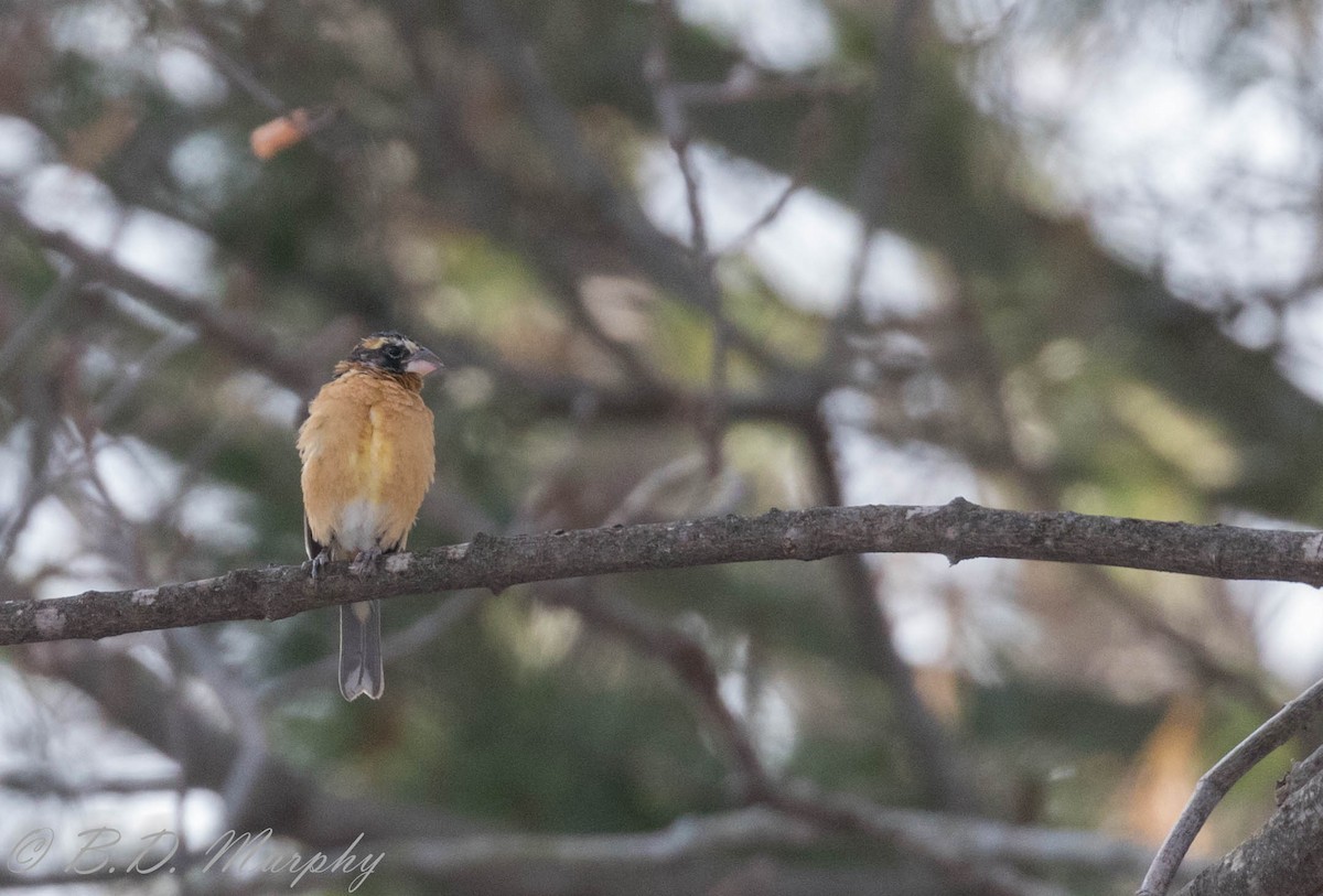 Black-headed Grosbeak - ML196630371