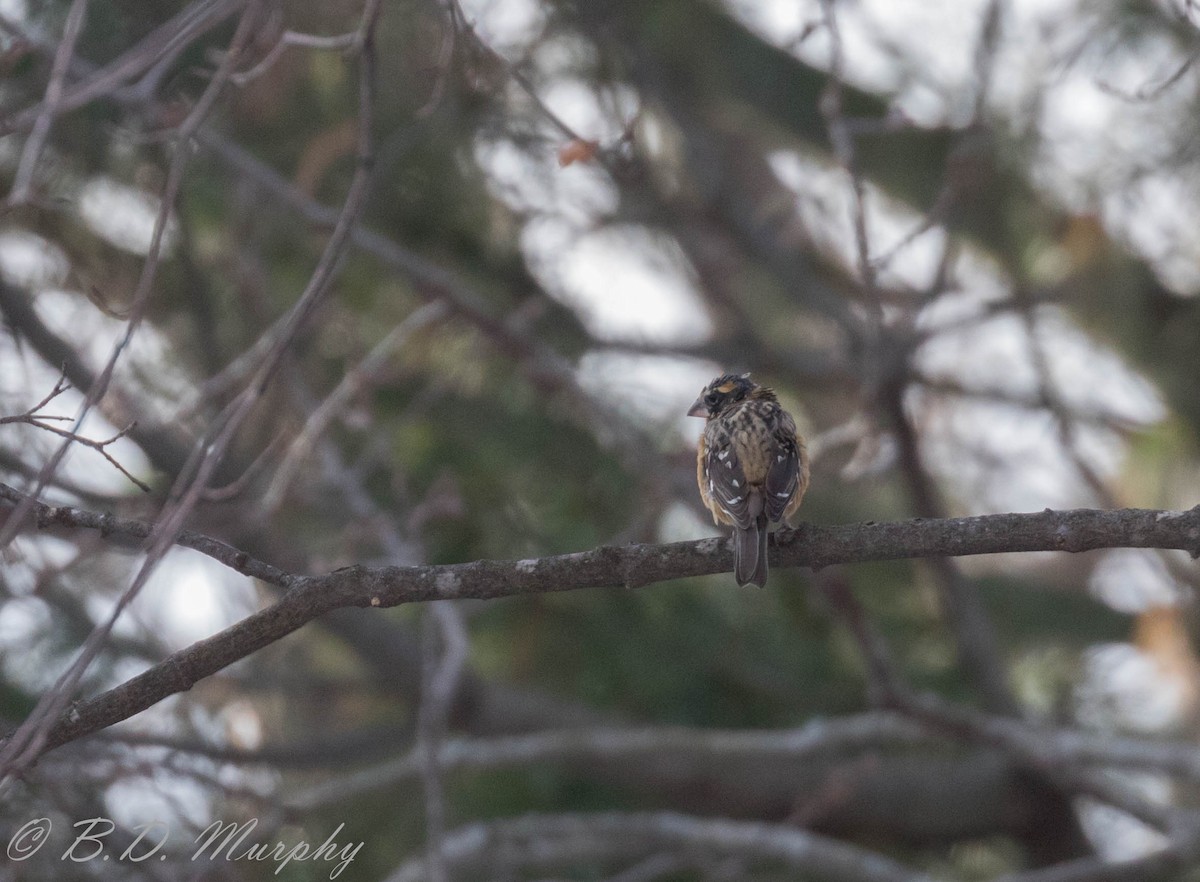 Black-headed Grosbeak - ML196630381