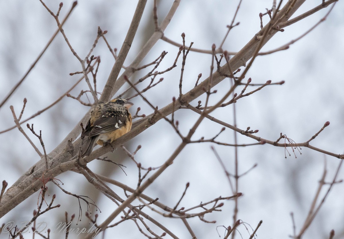 Black-headed Grosbeak - ML196630411