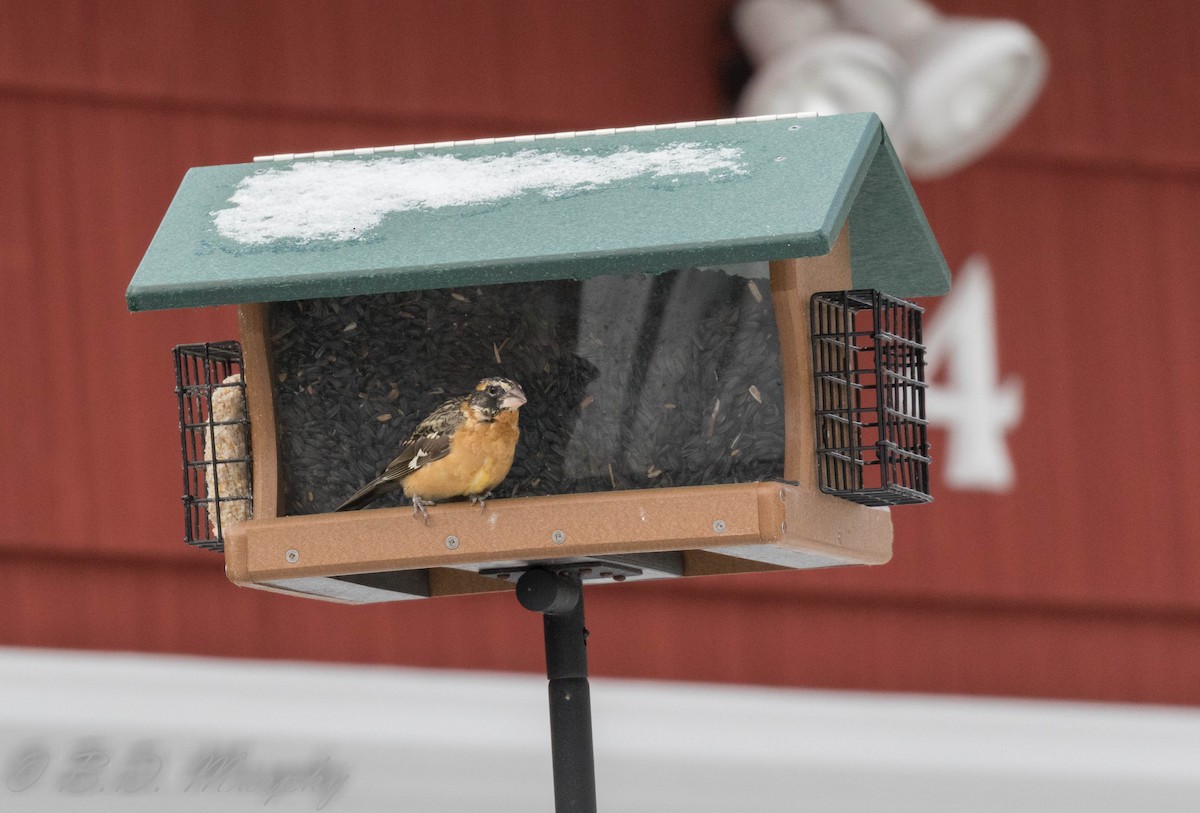 Black-headed Grosbeak - ML196630421