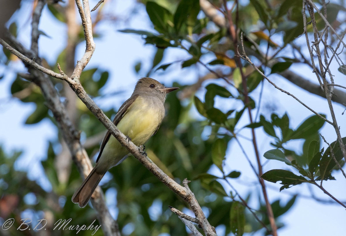 Great Crested Flycatcher - ML196632251