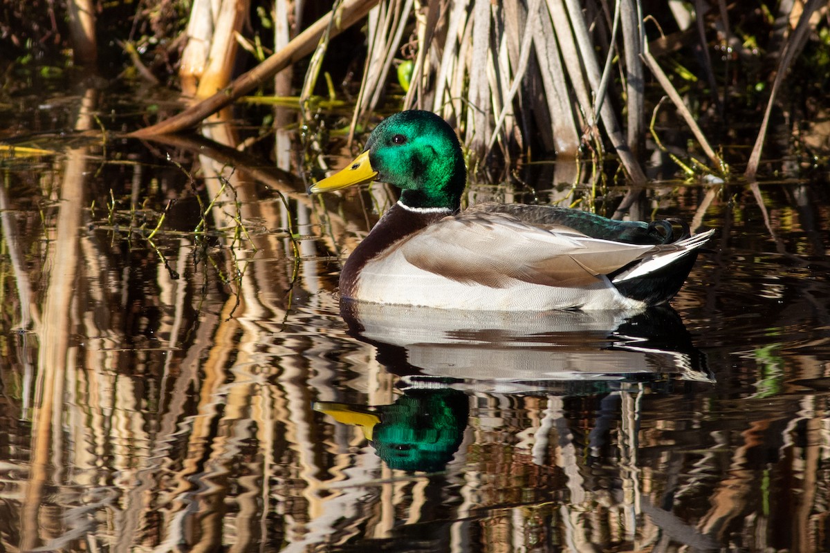 Stockente - ML196632581