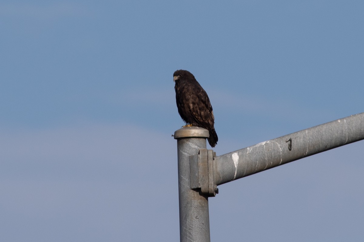 Red-tailed Hawk (Harlan's) - ML196632781