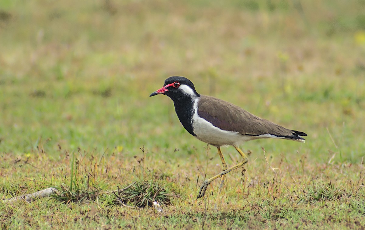 Red-wattled Lapwing - ML196632991