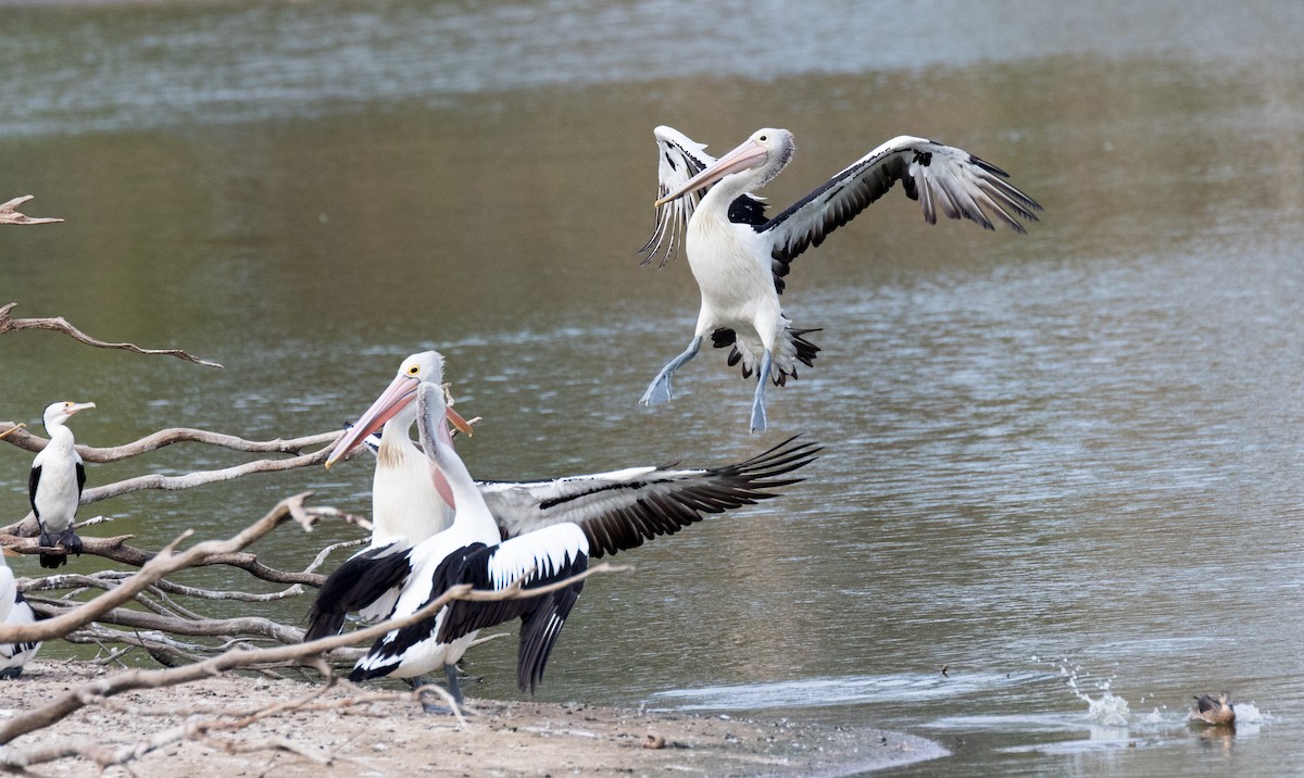 Australian Pelican - Chris Barnes