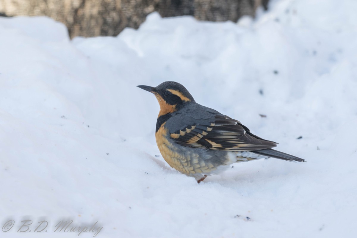 Varied Thrush - ML196634281