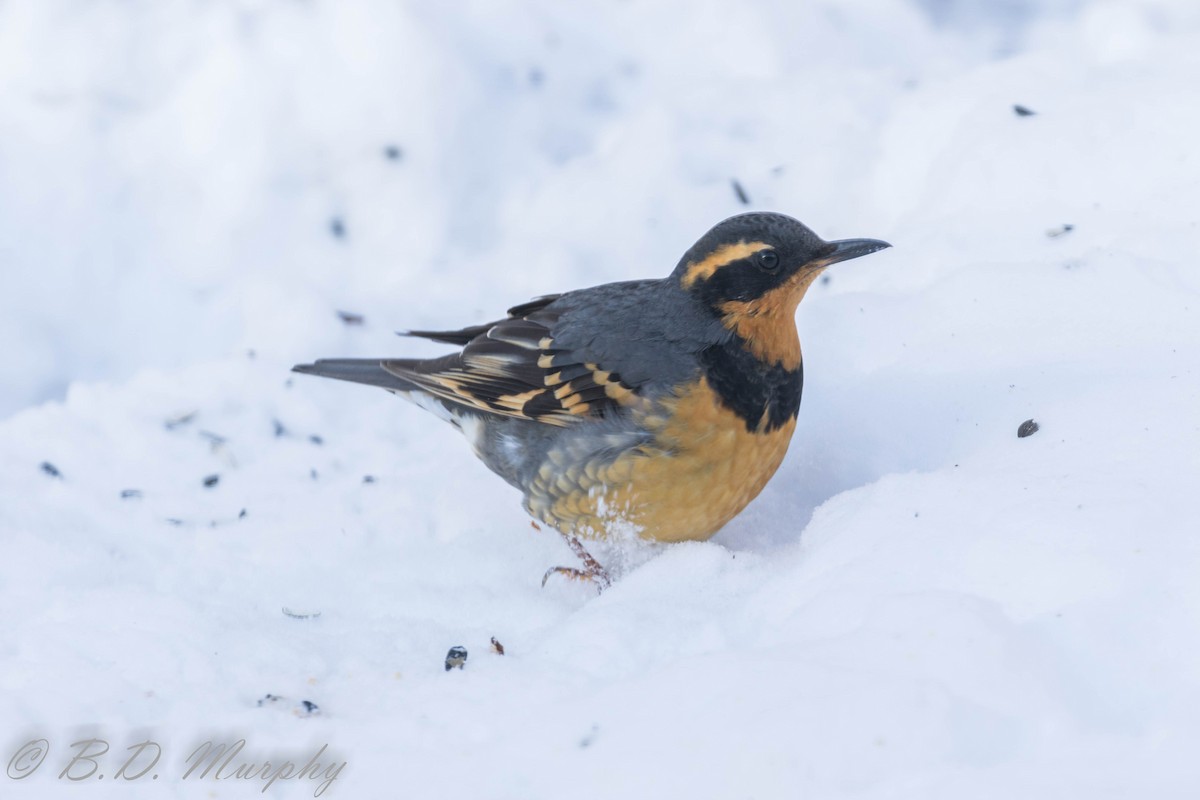 Varied Thrush - Brad Murphy