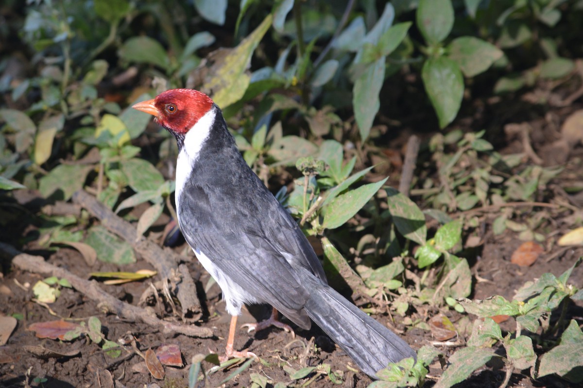 Yellow-billed Cardinal - Alex Wang