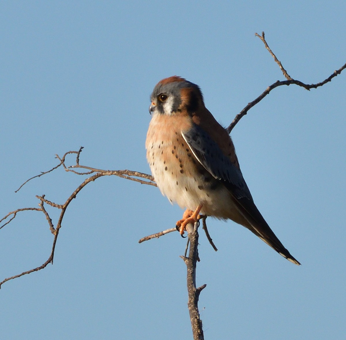 American Kestrel - Lisa Ruby