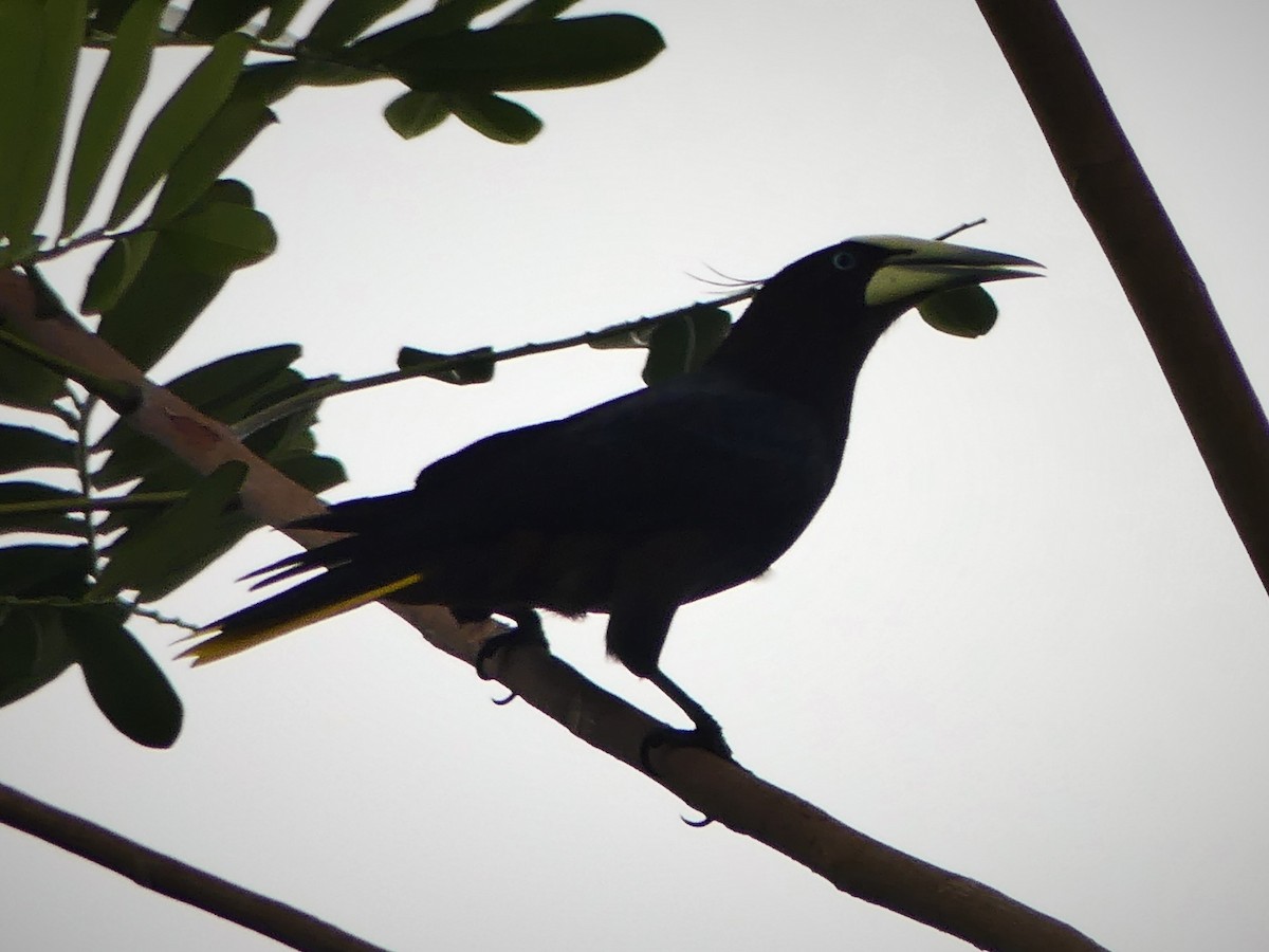 Chestnut-headed Oropendola - Yves Scholten