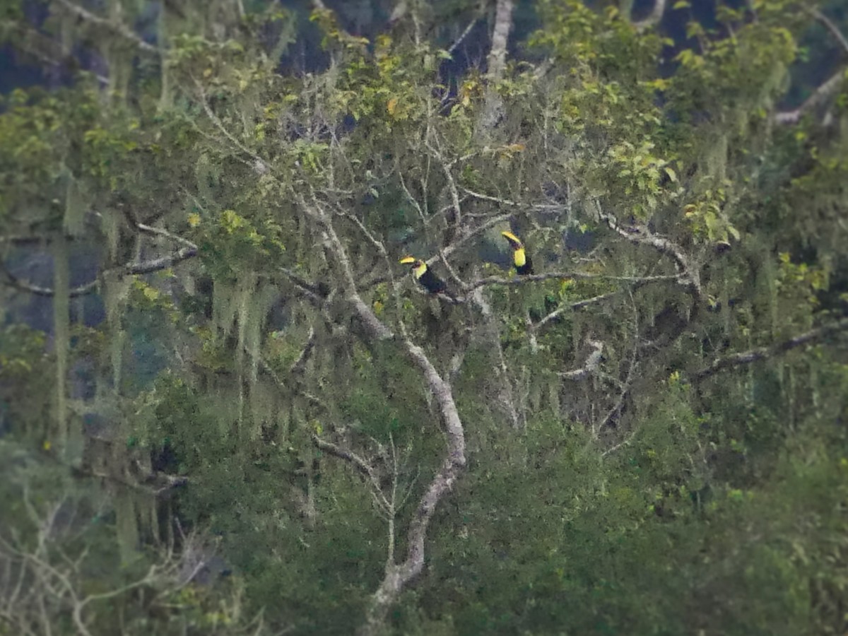 Yellow-throated Toucan - ML196639141