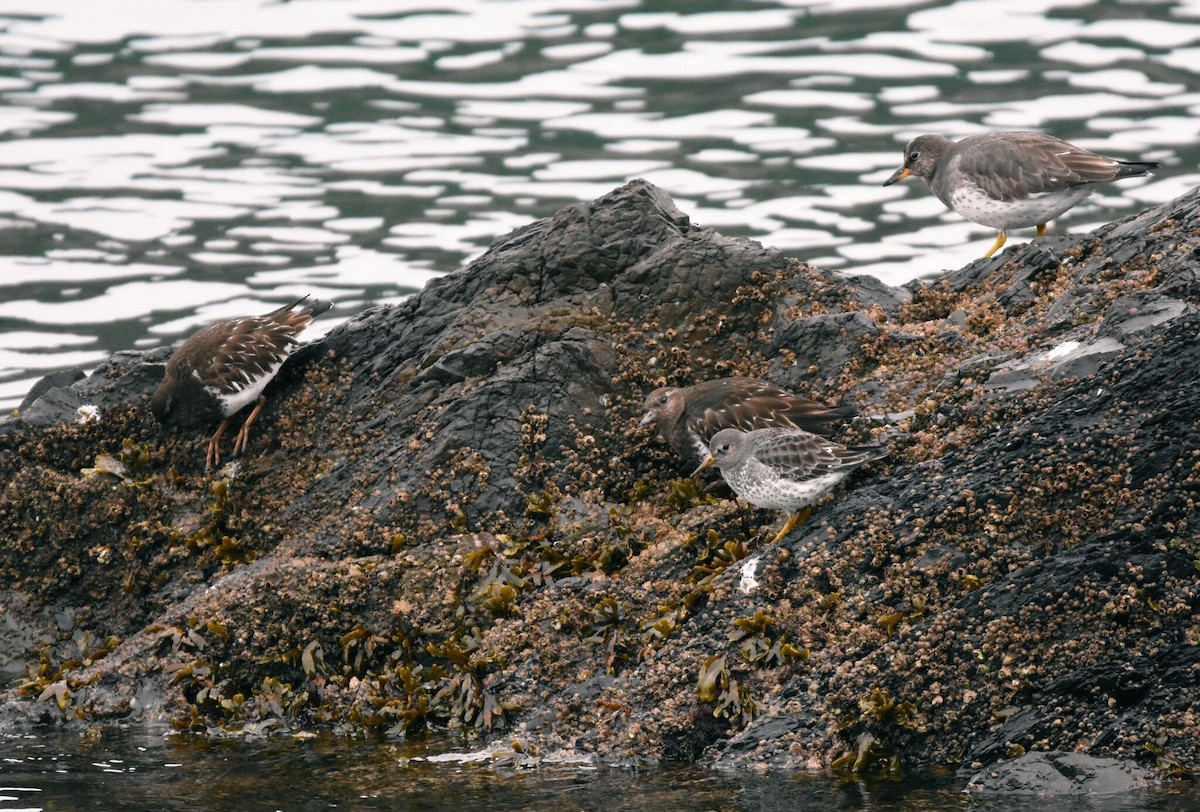 Surfbird - Christopher Lindsey