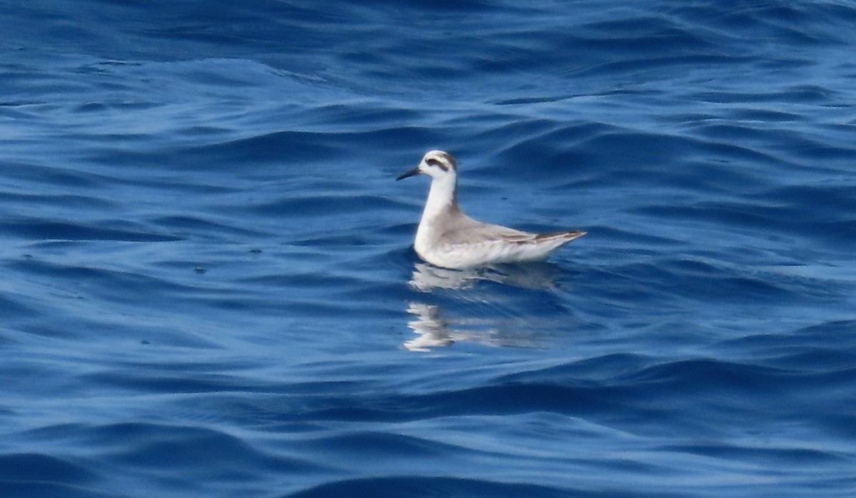 Red Phalarope - Oliver  Komar