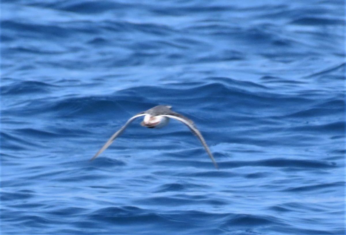 Red Phalarope - ML196639871