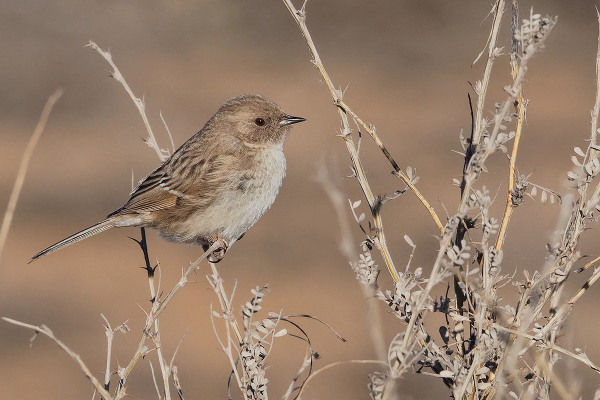 Mongolian Accentor - Vincent Wang